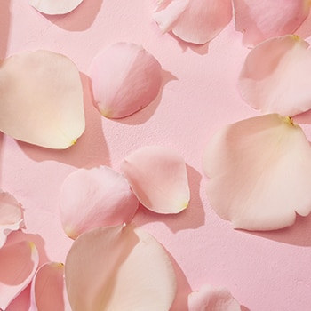 flower petals on pink background